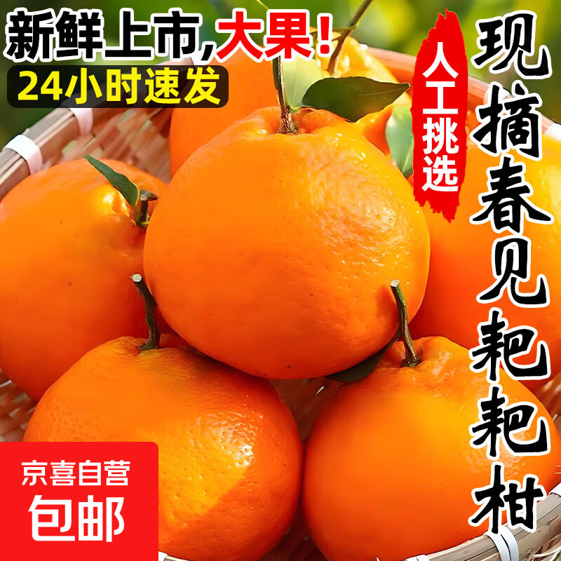 正宗春见耙耙柑手剥橘子【多地次日达】粑粑柑杷杷柑当季新鲜水果 特大果85mm+带箱10斤【净重9斤】
