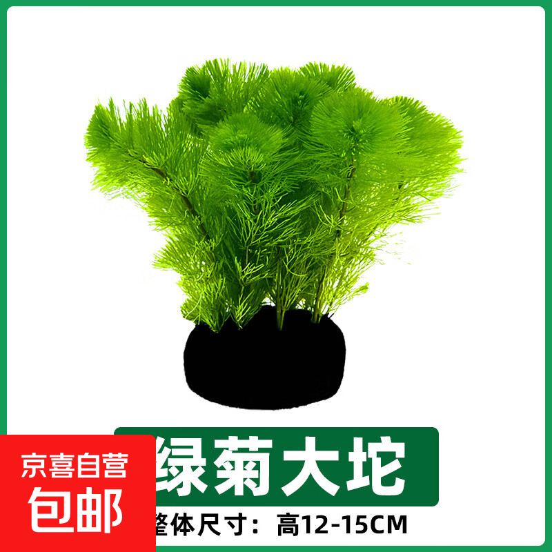 鱼缸水草大坨草绿菊植物活体增氧阴性培绿植新手懒人造景无需底砂 绿菊大坨草