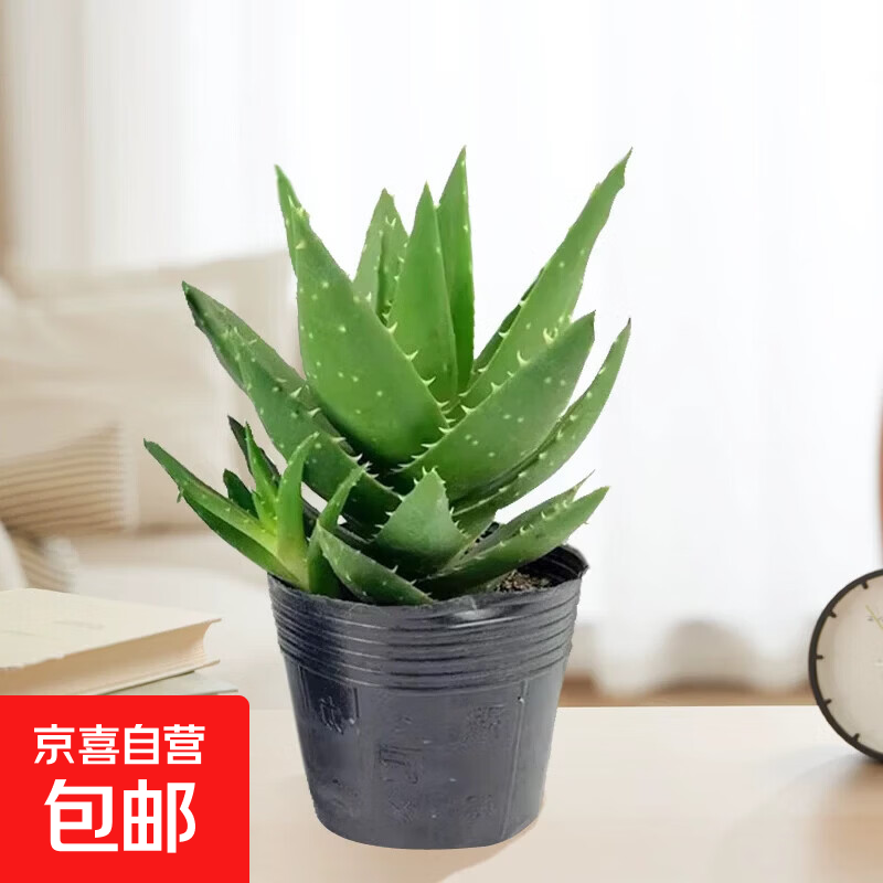 芦荟盆栽室内卧室净化空气耐旱花卉绿植办公室桌面好养库拉索植物 小芦荟1颗