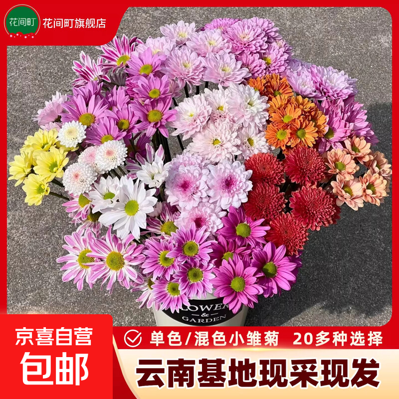 【新】混色小雏菊鲜花云南基地直发新鲜三文鱼小菊花束水养插花 随机单色小菊5支