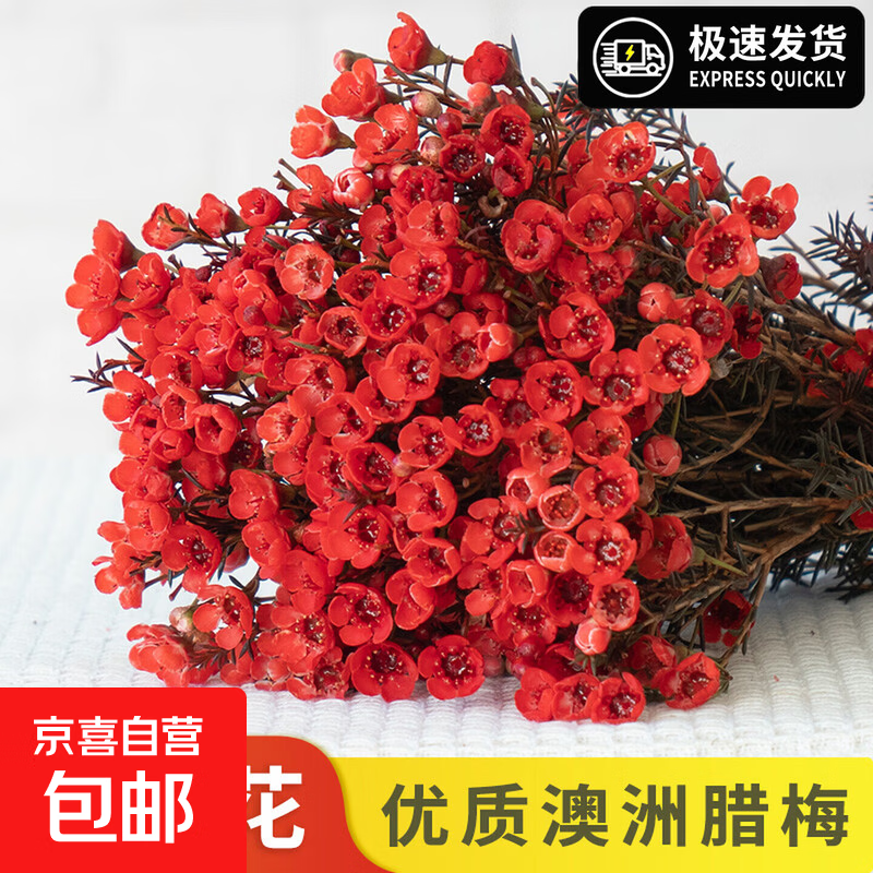 澳洲腊梅鲜花云南基地直发真花红色年宵花喜庆新年氛围水养鲜切枝 【当季鲜枝】A级澳洲腊梅-喜庆红10枝 高:60-80CM