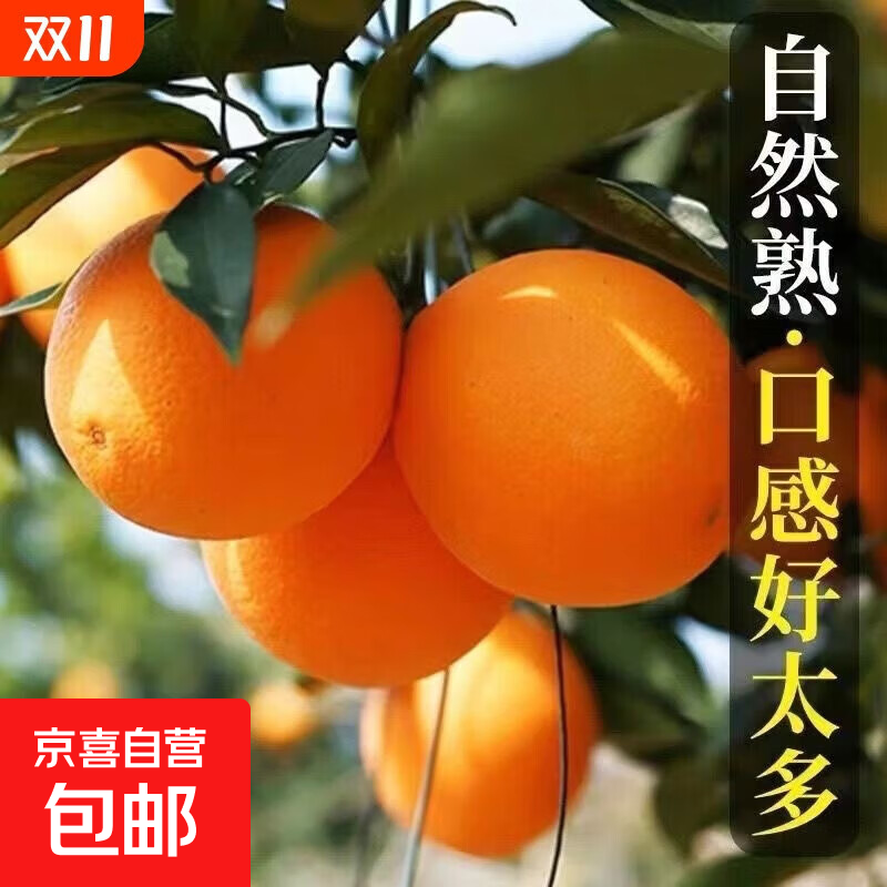 湖北宜昌2025老树脐橙纽荷尔脐橙当季产地直发橙子新鲜采摘 带箱5斤65-70mm