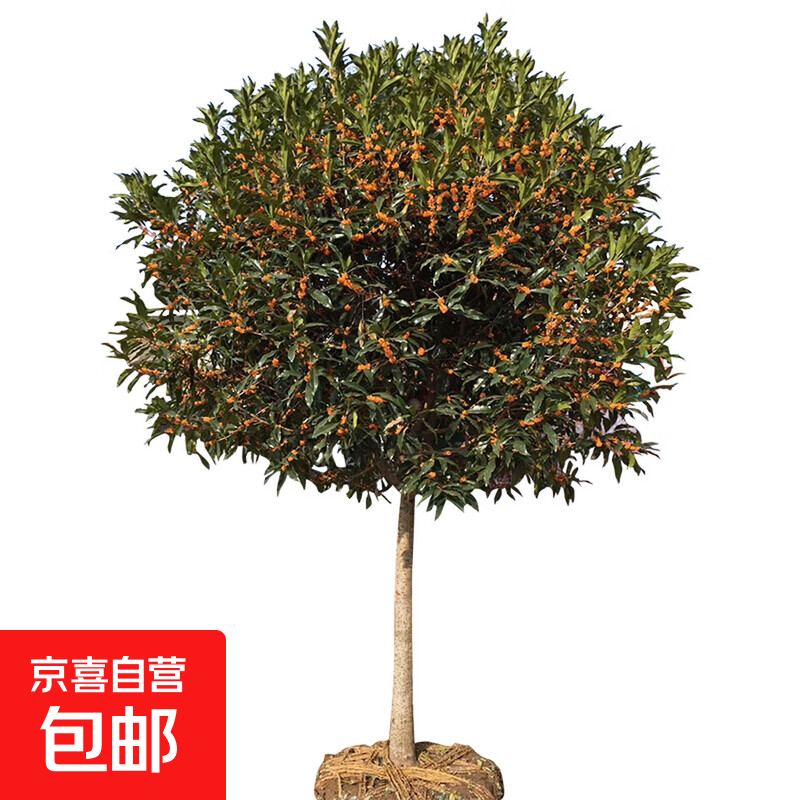 ������������Խ�𵤹��ļ�����¹������ļ�����ͥԺ�̻� ���� ֱ��1���״ִ�����