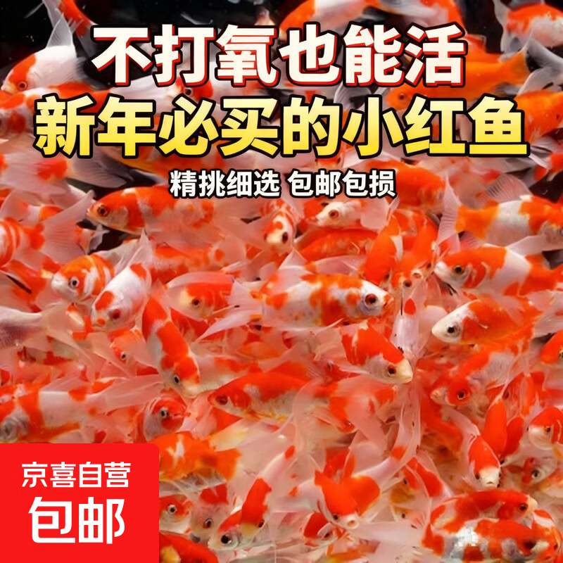 【红红火火一整年】红白草金鱼观赏鱼活鱼红草金鱼淡水鱼好养耐活 【4-6cm】买3条送3条