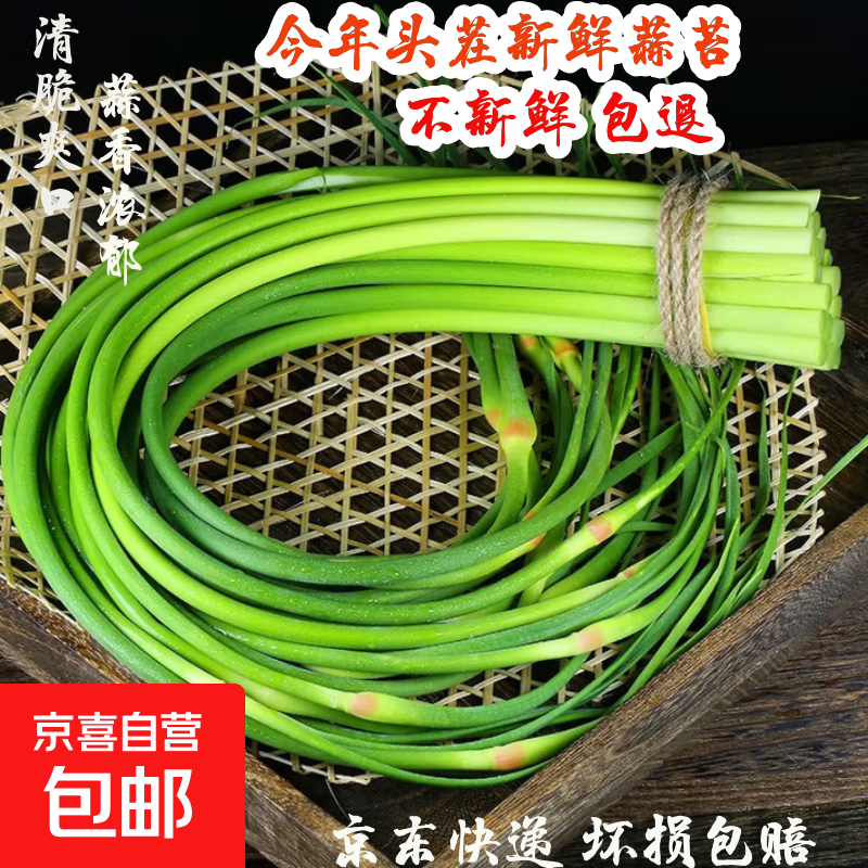 今年头茬新鲜蒜苔生鲜超市品质蒜薹蔬菜调料凉拌炒制即食蒜苔 1斤【新鲜蒜薹】