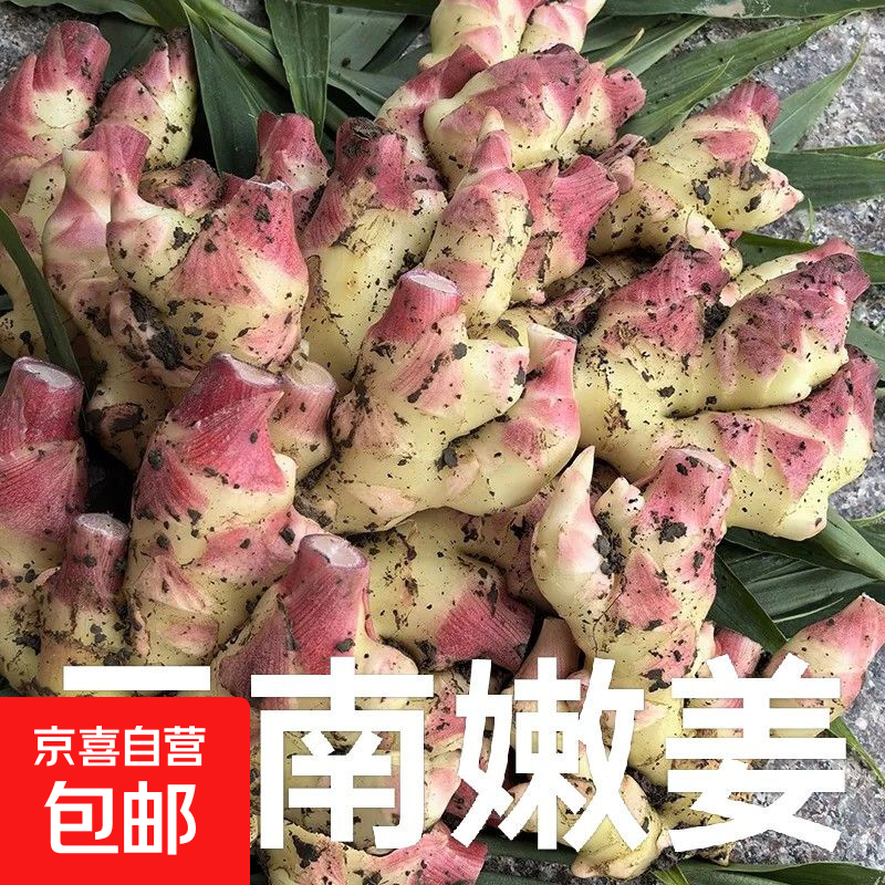 云南小黄姜新鲜嫩姜嫩姜芽现挖红芽仔姜当季新鲜小黄姜 1斤带箱