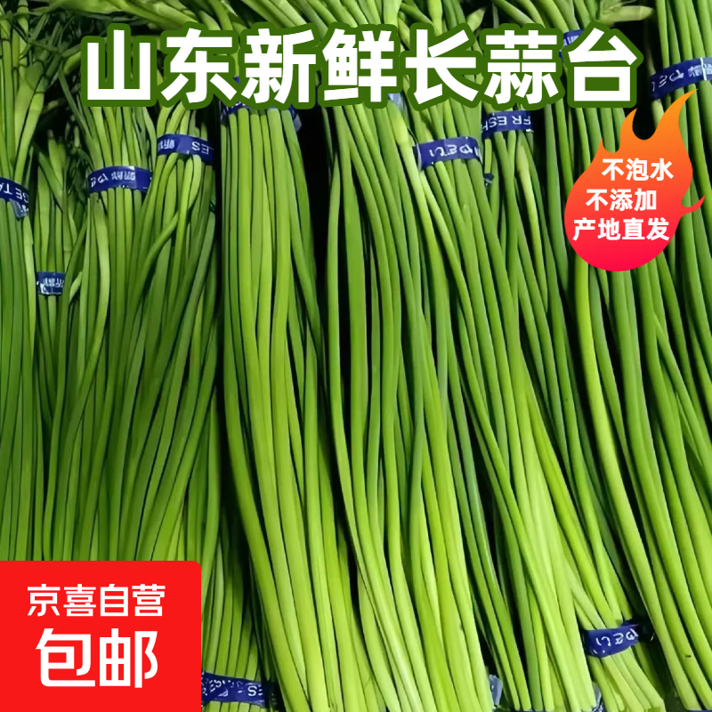 山东新鲜长蒜苔生鲜蔬菜农家自种现摘蒜苔产地直发 新鲜长蒜苔毛重  2斤
