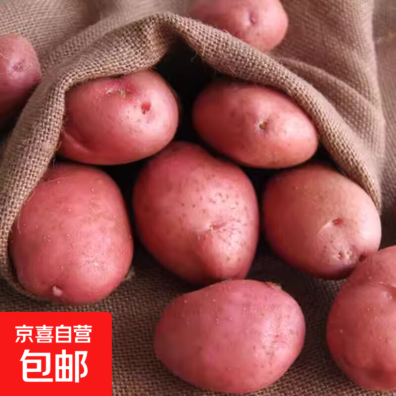 新鲜红皮土豆黄心土豆马铃薯新鲜现挖蔬菜大果包邮新鲜蔬菜 带箱1斤