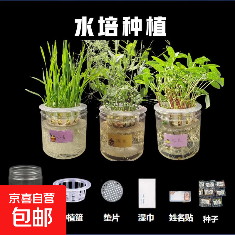 学生成长观察四季透明生鲜叶菜可食用生鲜生菜 【1套】随机水培套餐