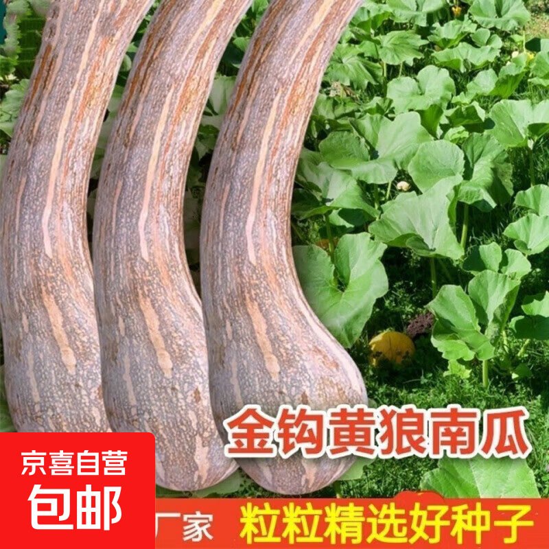 金钩南瓜种子超甜糯高产四季可种蔬菜籽 金钩南瓜种子 粒粒精选：新种两包约40粒