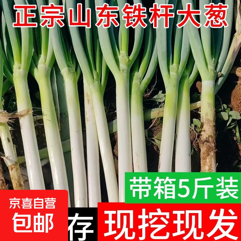 山东铁杆大葱新鲜产地直发生鲜蔬菜长白葱火锅调料买菜批发脆嫩 带老皮去半叶1斤