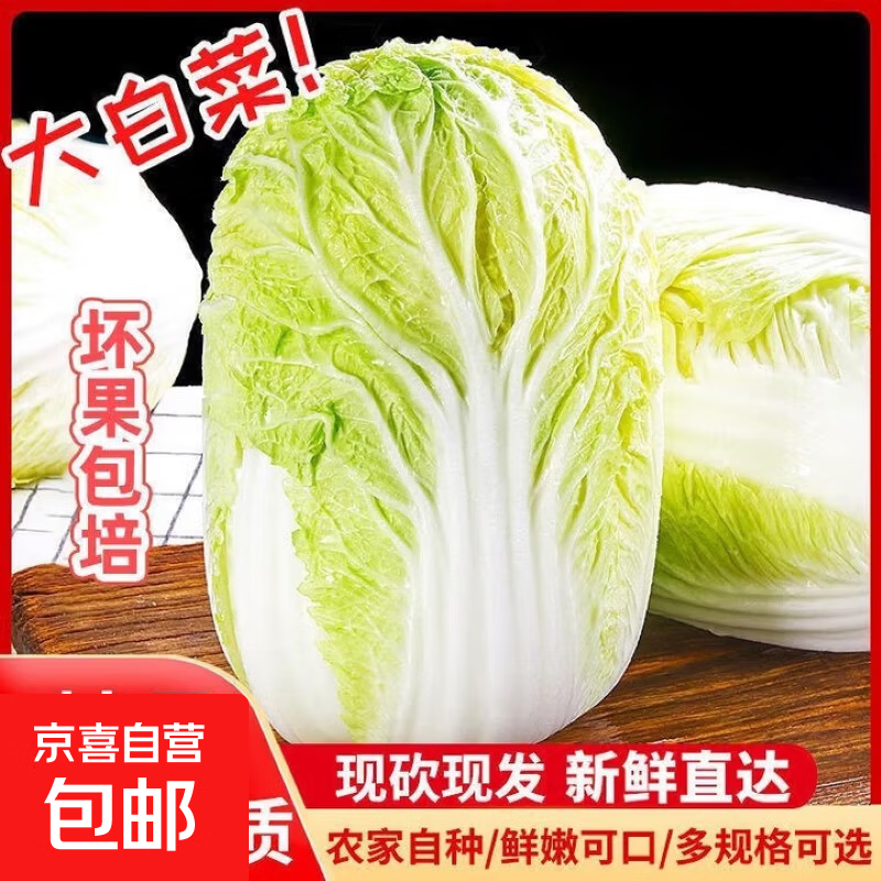 山东寿光大白菜黄心大娃娃菜农户现摘新鲜蔬菜原产地整箱批发 寿光白菜3斤