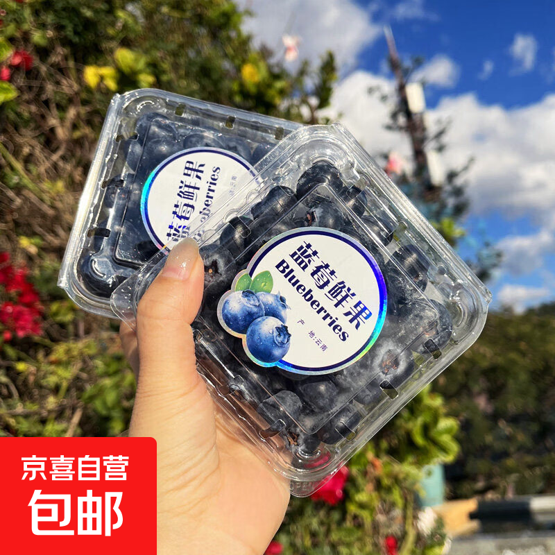 京喜加云南蓝莓鲜果花香蓝莓新鲜水果蓝莓礼盒装新鲜现摘单盒净重70g+ 花香蓝莓15mm+ 2盒装
