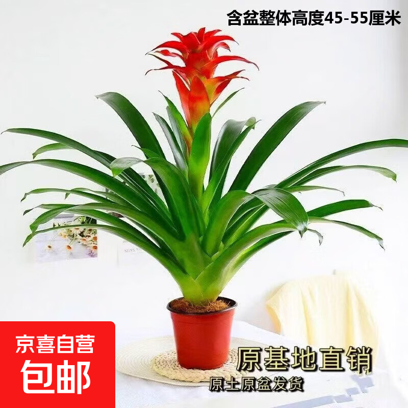 【年宵花】鸿运当头大型盆栽绿植好养凤梨客厅装饰春节送礼过年货 鸿运当头1颗【45-55厘米】+基地原盆 下单送肥料