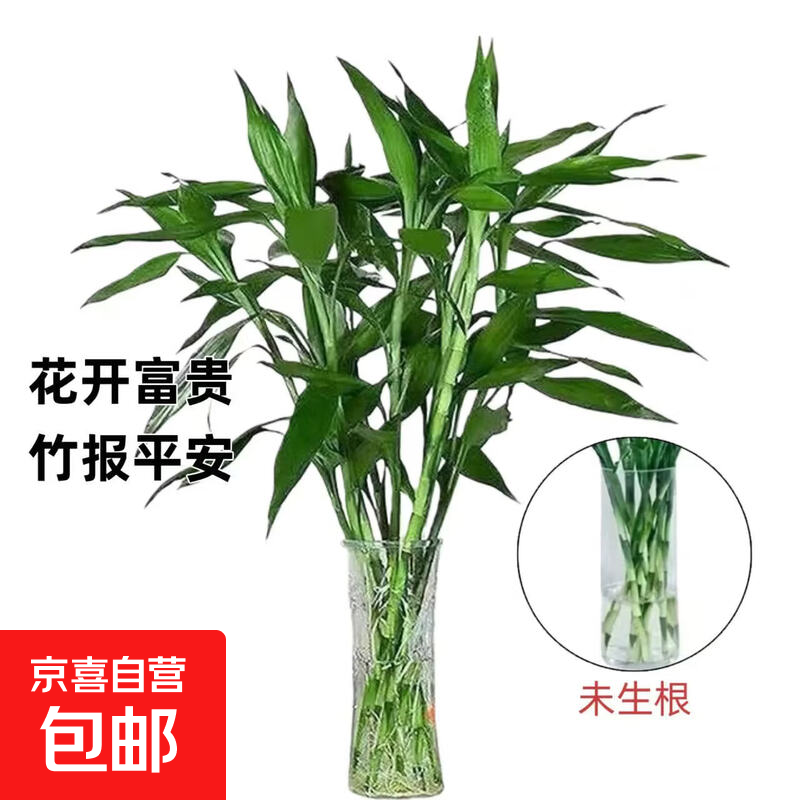 富贵竹水培绿植客厅招财花卉绿植室内办公室瓶插年宵花春节装饰 10支富贵竹75cm