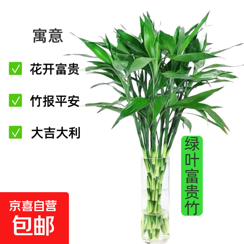 富贵竹水培绿植客厅招财花卉绿植室内办公室瓶插年宵花春节装饰 5支富贵竹65cm（分开下单满2单赠送营养液）