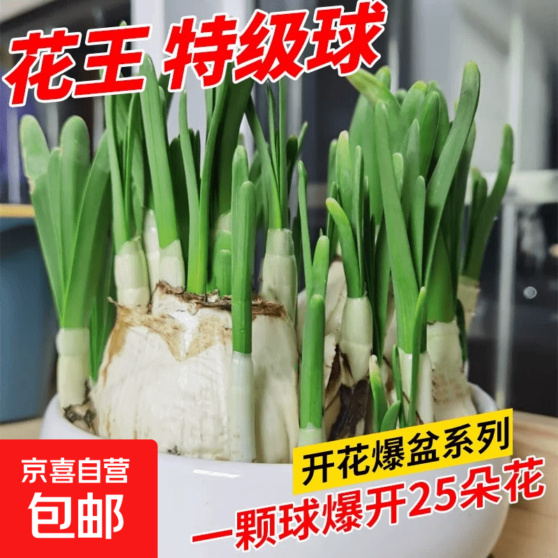 水仙花种球特大漳州重瓣水仙花水培盆栽春节开郁金香室内植物花卉 【花王_轻松爆盆】精选水仙花6个【周长23-25c