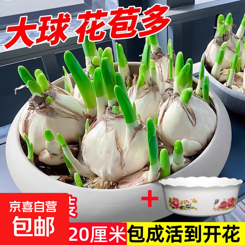 水仙花种球特大漳州重瓣水仙花水培盆栽春节开郁金香室内植物花卉 【特大球】水仙花3个【周长18-20cm】+荷花塑