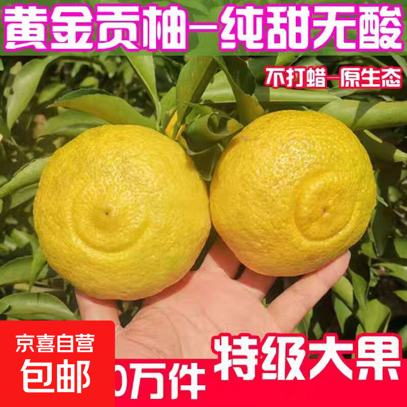 京喜加怀化黔阳黄金贡柚桔柚春香桔柚新鲜象山青甜雪峰小柚子 带箱2斤净重1.7斤60mm起