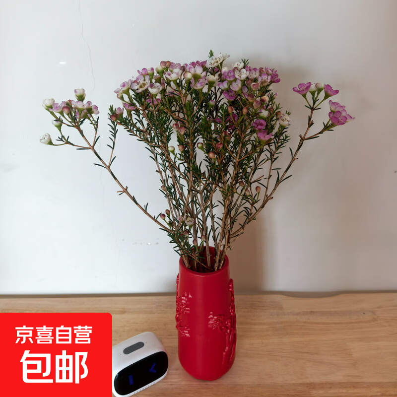 腊梅鲜花澳洲腊梅年宵鲜花云南鲜花产地直发—京东快递 粉红色 1束（100g）长60-70cm