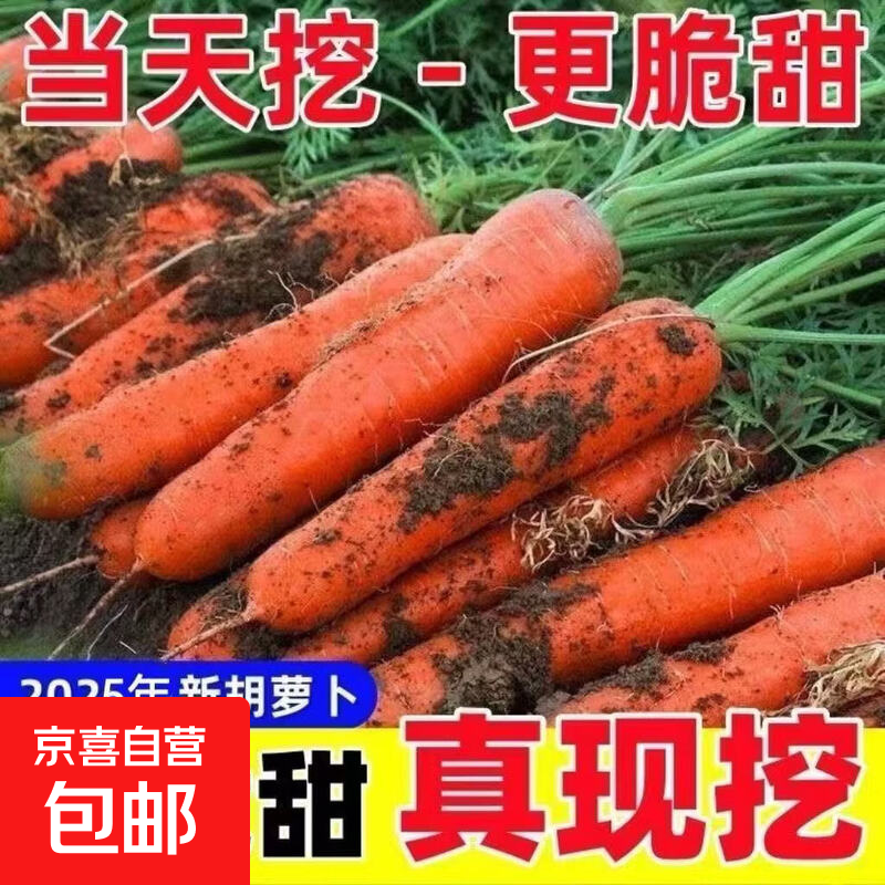 新鲜胡萝卜沙土地新鲜蔬菜水果红萝卜现挖现发农家自种胡萝卜带泥 囤货装整箱10斤 净重9. 5斤 安徽 【原生态-不水洗-中大果】