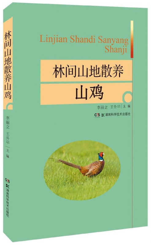 林间山地散养山鸡