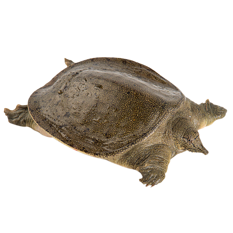 芮宝农场【活鲜】汉寿甲鱼鲜活净重1斤/只鳖团鱼生鲜放生生鲜源头直发包邮