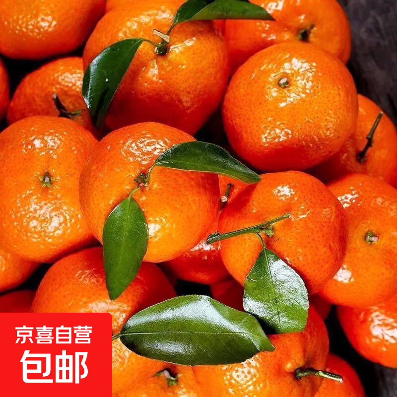 【热销】正宗广西砂糖桔新鲜橘子当季水果时令薄皮蜜桔 砂糖橘带箱9斤