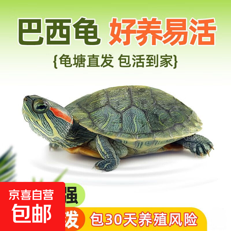 活体巴西龟大乌龟小长寿观赏宠物龟黄金巴西龟绿色情侣 3-4cm巴西/单身龟1只【浅绿了】送龟粮