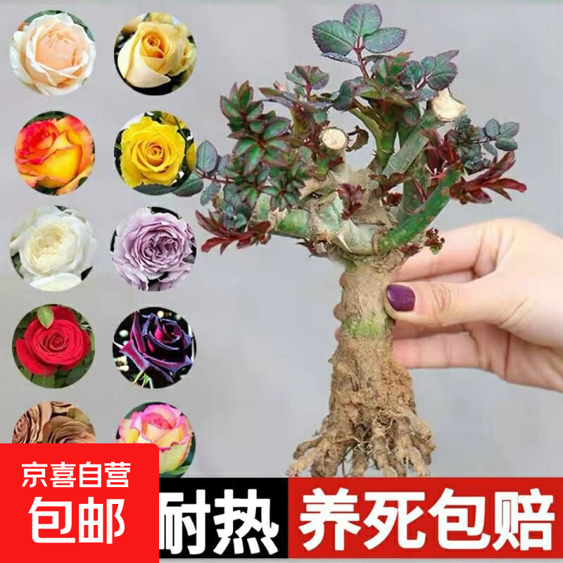 玫瑰老桩花苗室内外盆栽地栽阳台四季开花好养易活花卉月季苗秧 混色系【3颗装】送肥料