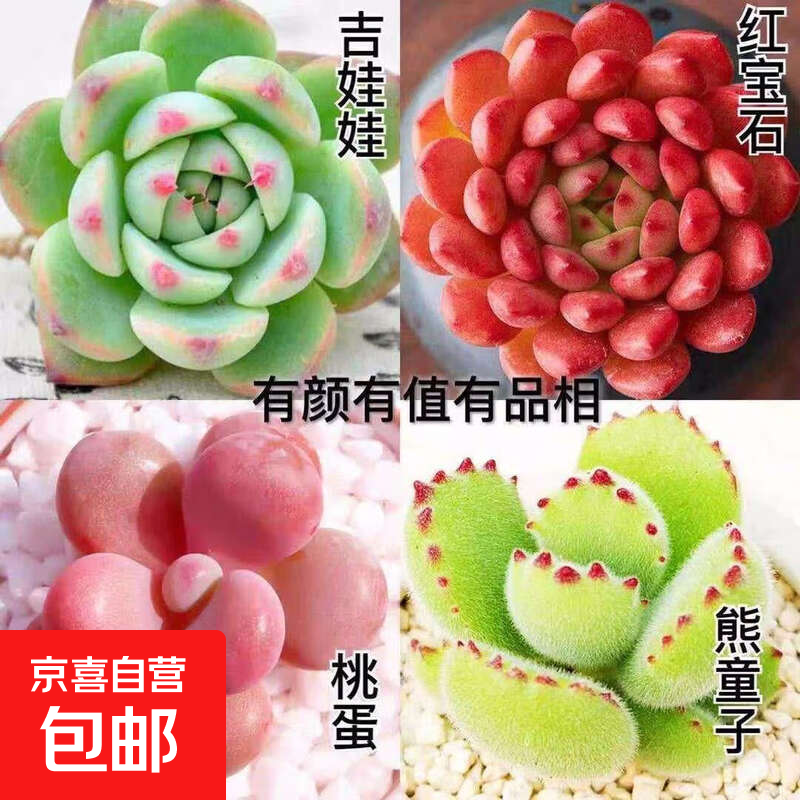 多肉植物 多肉套餐随机不重复精选办公室室内阳台室外红色系列广 吉娃娃 红宝石 桃蛋 熊童子+盆土