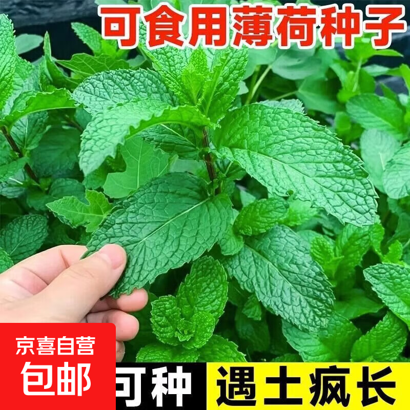 食用薄荷种子四季可播香柠檬薄荷多年生阳台盆栽驱蚊种子播种园艺 薄荷种子1包【约300粒】