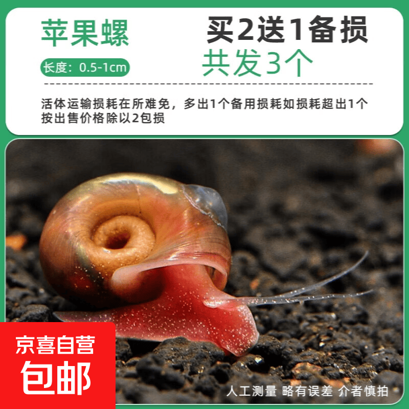 苹果螺观赏除藻清洁鱼缸宠物 买2送1备损共发3个