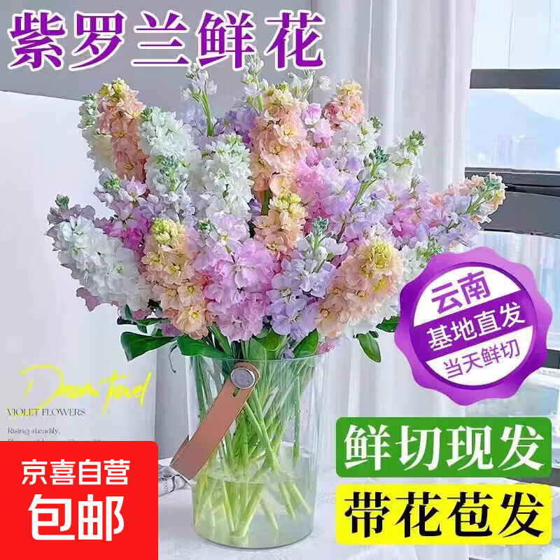 紫罗兰鲜切花真花云南基地鲜采发货香味浓花朵大枝干粗家用插花 紫罗多色混搭色10枝（更美更好看）