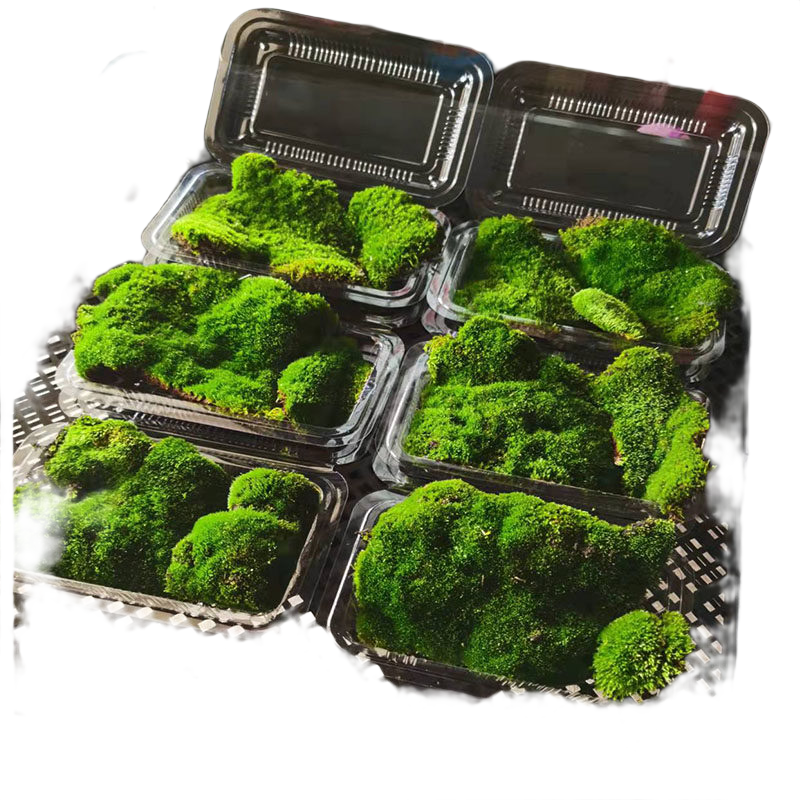 ̦޺ֲ ʻ ̦΢ ̬ƿdiy׷޺ɽͥԺ 14:8cm*5