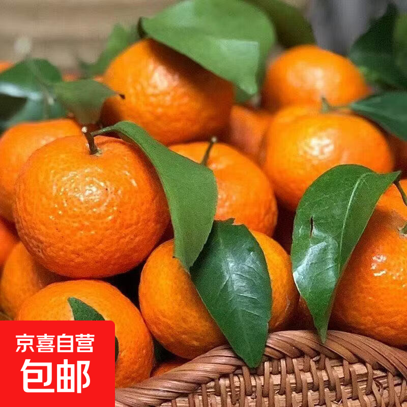 【当季爆甜】正宗广西砂糖橘当季新鲜水果薄皮沙糖桔子蜜桔蜜橘子 砂糖橘带箱2斤