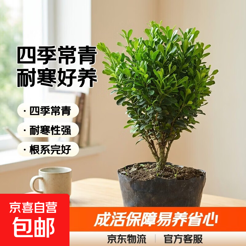 迩英阁黄杨盆景耐寒办公室内盆栽四季常青好养客厅花卉庭院树苗桌 黄杨盆栽35厘米高 不含盆  根部带土球发货  包成活