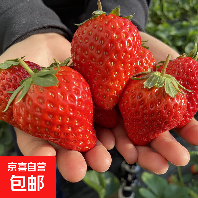 安徽长丰红颜99草莓 JD顺丰多地次日达 新鲜应季水果非丹东草莓 2斤装【Ss级精选】单果20g+ 净重1.2斤 两盒