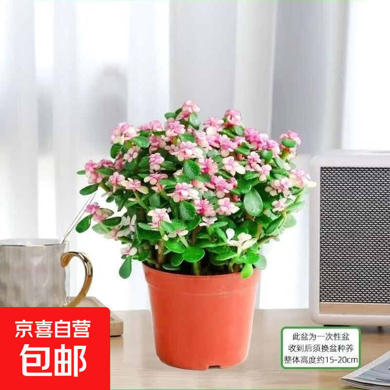 年宵花-金枝玉叶多肉植物室内花卉办公老桩绿植净化好养 小金枝玉叶(丛生多枝)原盆