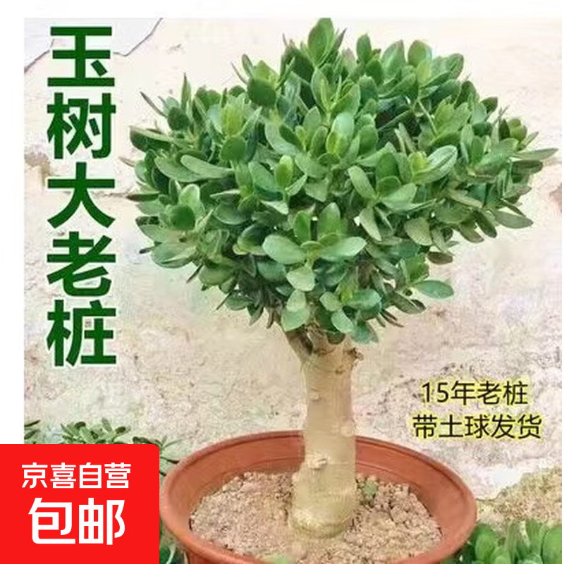 ����������׮���������ֲ��������̨�ڼ����;��������������� 15���� 1�� �ͷ���+������ ���� 133.24Ԫ��2��(��66.62Ԫ/��)