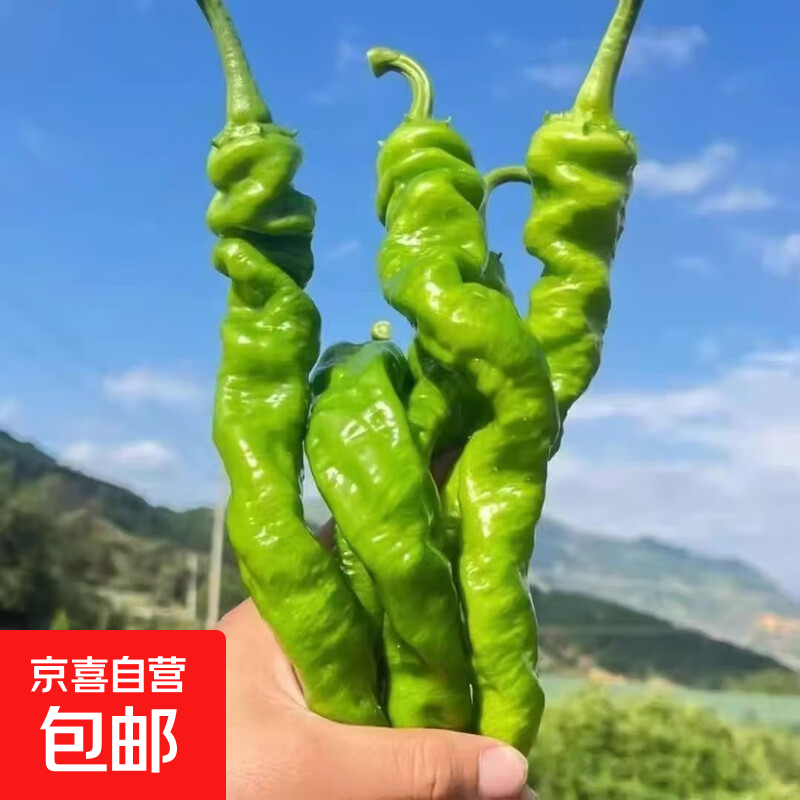 新鲜现摘螺丝椒薄皮中微辣适合炒肉的时令生鲜蔬菜辣椒批发 螺丝椒 螺丝椒 带箱1斤