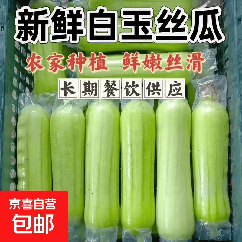 福建白玉丝瓜牛奶丝瓜新鲜现摘当季蔬菜白关丝瓜产地整箱批发价 5斤