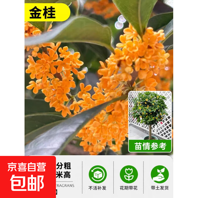 �����ļ����ͺ��Ͷ����ͻ���ͥԺŨ���͵��Դ�����𻨻�ֲ�� ��������⡿���3���ִ�_1.2-1.5�׸�(���� ������