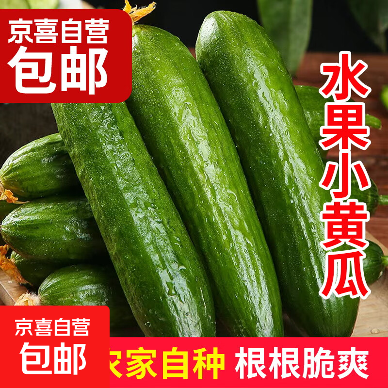 山东水果小黄瓜清脆爽口生吃蘸酱当季无刺新鲜现摘 现摘精品带箱3斤净重2.8斤+单果70g+