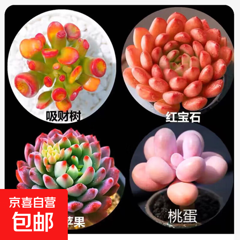 多肉植物精选图片品种发货照图办公室室内阳台桌面 吸财树+红宝石+蓝苹果+桃蛋+盆土