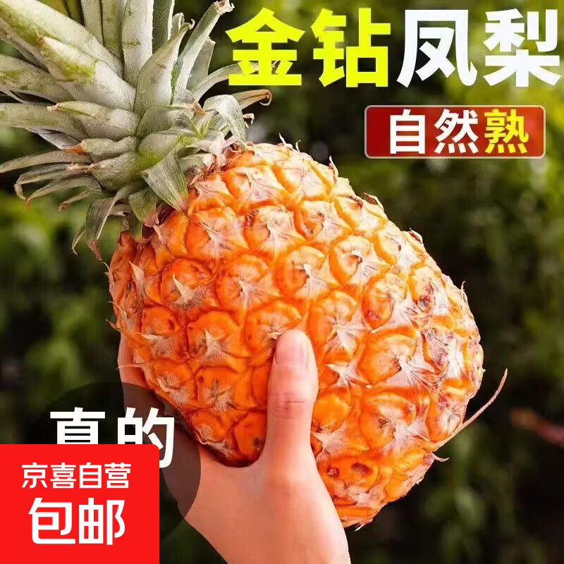 海南正宗金钻凤梨非菠萝新鲜现摘产地直发树熟爆甜水果包邮批发 小果：1粒 （单果400g+）