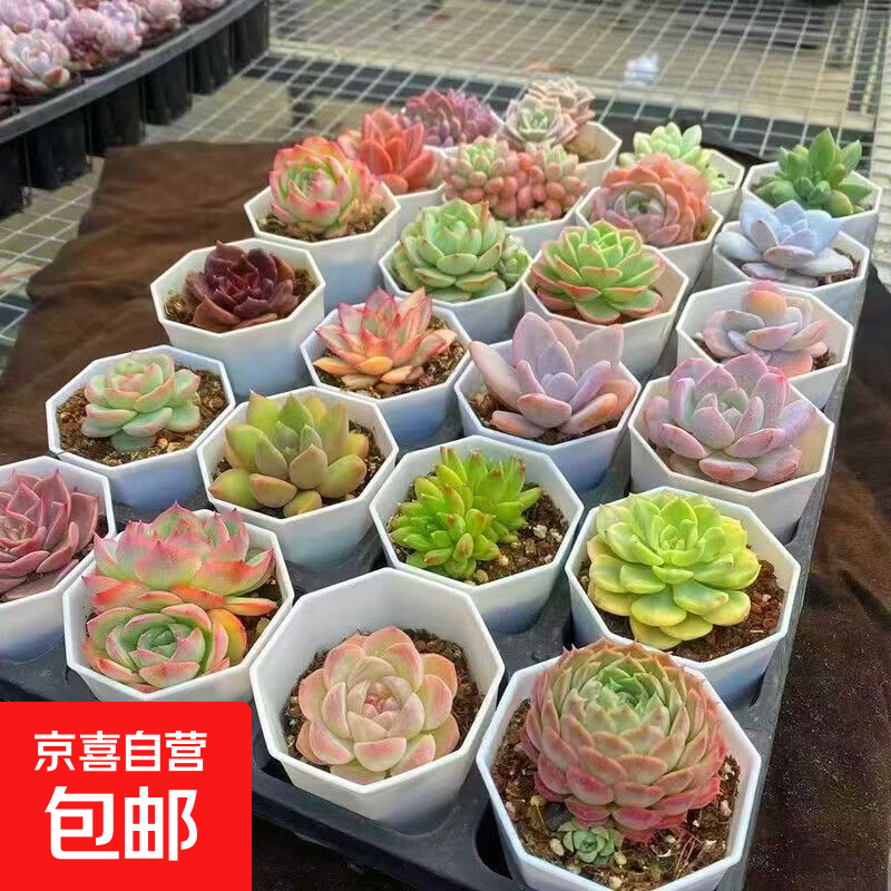 多肉植物幼儿园组合盆栽小绿植花卉玉露大颗好养室内肉肉带盆多头 春萌一颗 不含盆