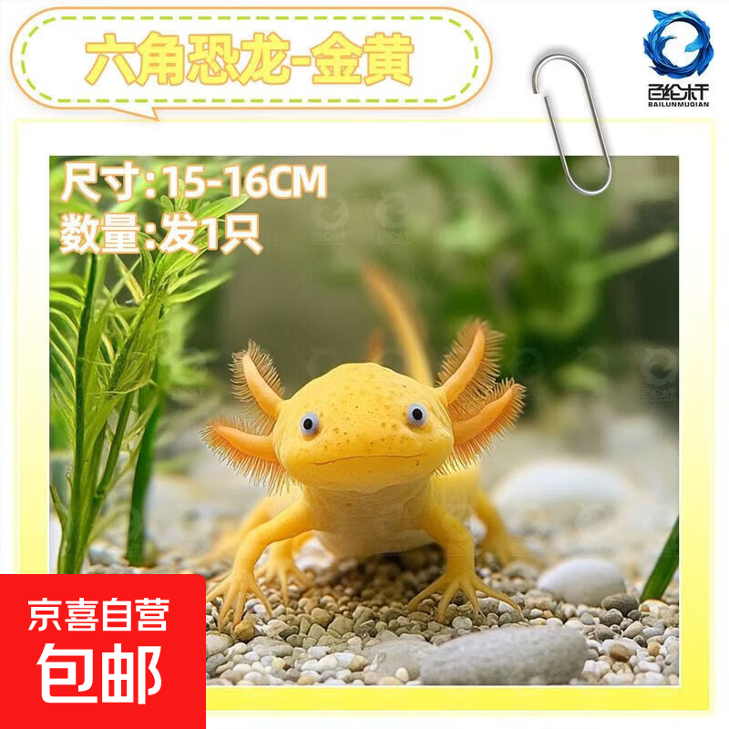 ���ǿ����� ��� ����� ��ˮ������ 13-15cm ���ǻ� 1ֻ ������ 5.99Ԫ�Ϳ��Ե���һֻ���ǿ����� ϲ���ͱ����ѽ��
