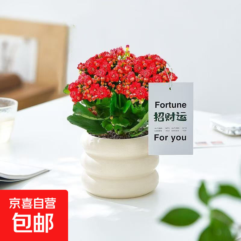 办公室桌面室内绿植小盆栽奶油风摆件四季好养室内吸甲醛净化空气 重瓣红色长寿花+奶油风陶瓷盆+铺面石