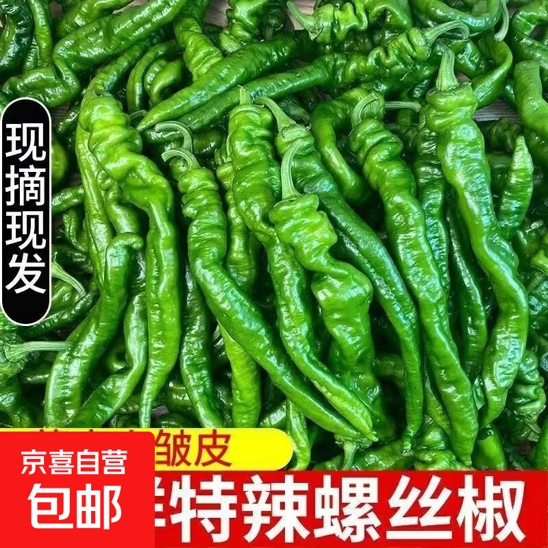 香辣螺丝椒新鲜正宗农家辣椒青椒现摘新鲜 新鲜螺丝椒2斤净重1.8斤整箱